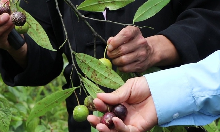 Quả hồng châu gây ngộ độc cho 11 trẻ ở Hà Giang chứa độc tố nguy hiểm thế nào?