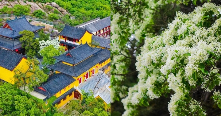 Ngắm cây cổ thụ đẹp nhất Trung Quốc, gần 900 tuổi vẫn nở hoa trắng muốt, hút khách du lịch