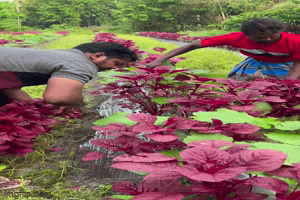 Anh nông dân Ấn Độ lái Audi ra chợ bán rau gây sốt mạng xã hội, danh tính khiến ai cũng bất ngờ