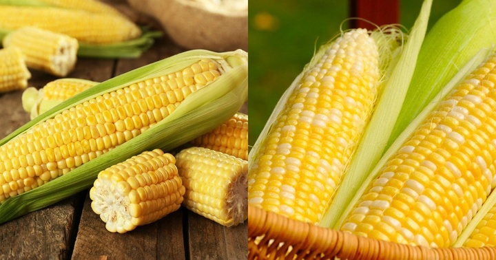 Ngô là loại ngũ cốc nguyên hạt bổ dưỡng, có khả năng chống ung thư nhưng 