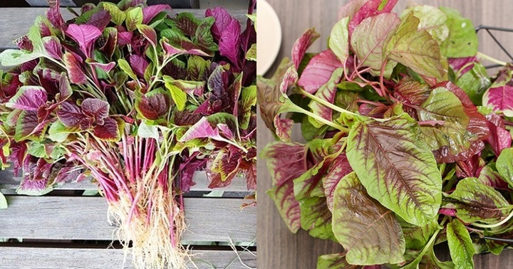 Loại rau được mệnh danh là 