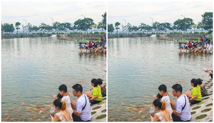 Hà Nội yêu cầu di dời 8 tấn cá koi ra khỏi hồ Đầm Đông