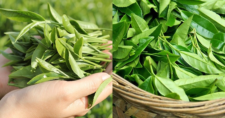 Chè xanh là thức uống tốt cho sức khoẻ tuy nhiên lại không phù hợp với một số nhóm người sau