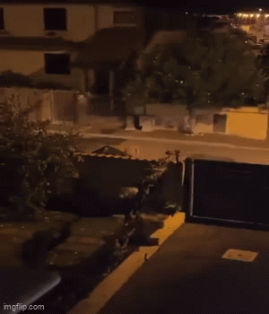Italy: Sư tử rạp xiếc sổng chuồng, chính quyền vội phong tỏa khu dân cư 40.000 người