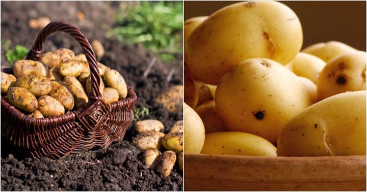 Khoai tây cung cấp nhiều chất dinh dưỡng, có lợi cho sức khỏe nhưng những người này nên hạn chế ăn