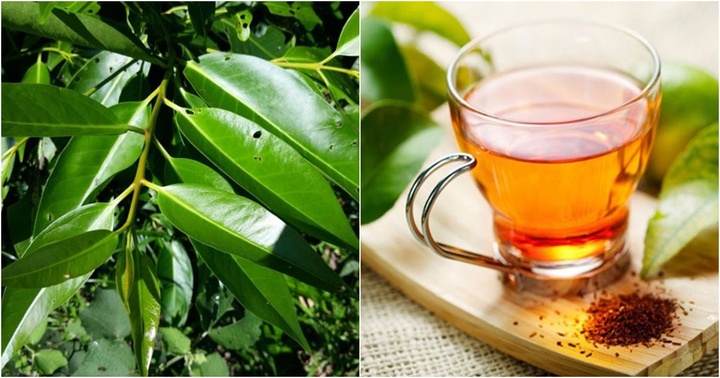 Loại lá quen thuộc của người Việt, giúp hỗ trợ điều trị tiểu đường, giảm mỡ máu mà bạn chưa biết