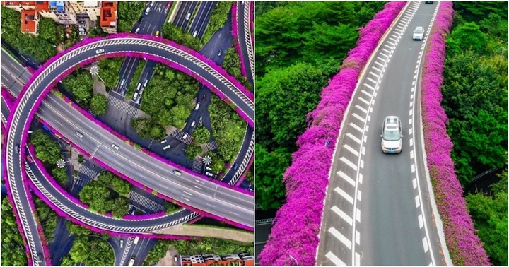 Ngắm nhìn giàn hoa giấy hồng rực nở rộ trên cầu vượt ở Quảng Châu