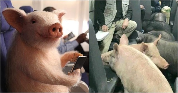 Hy hữu: Mua hàng 0 đồng trên mạng, người phụ nữ sững người với cảnh tượng trước mắt