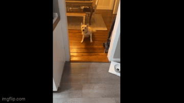 Video: Chú chó uống rượu say xỉn