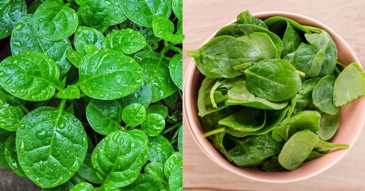 Loại rau được coi là “rau vua”, giúp phòng chống được nhiều bệnh, giảm cholesterol, được bán tràn lan ở chợ Việt