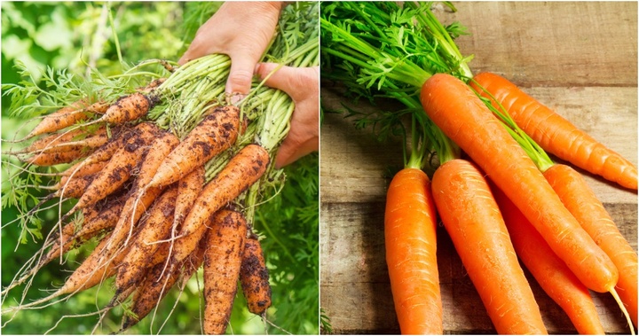 Những lý do không nên ăn cà rốt thường xuyên, biết để tránh khi ăn kẻo