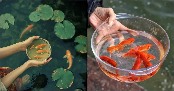 Mẹo chọn và thả cá chép đúng cách khi cúng ông Công ông Táo không phải ai cũng biết