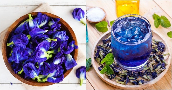 Những người không nên sử dụng hoa đậu biếc kẻo mang bệnh vào người