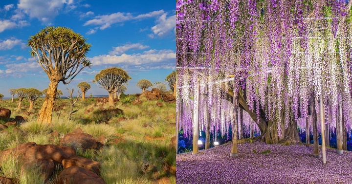 Chiêm ngưỡng những loài cây có vẻ ngoài độc lạ, ấn tượng nhất trên thế giới