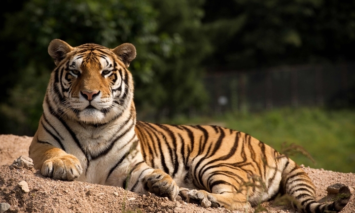 Ấn Độ: Hổ tấn công người gây thiệt mạng, nhiều ngôi làng bị áp lệnh giới nghiêm