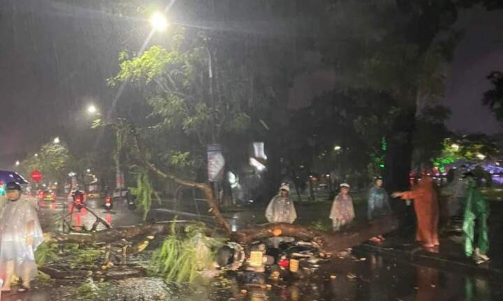 Cây phượng bật gốc, đè trúng hai người đi xe máy ở Huế