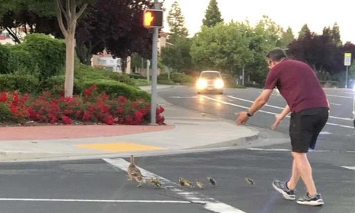 Người đàn ông bất ngờ qua đời khi dẫn đàn vịt qua đường