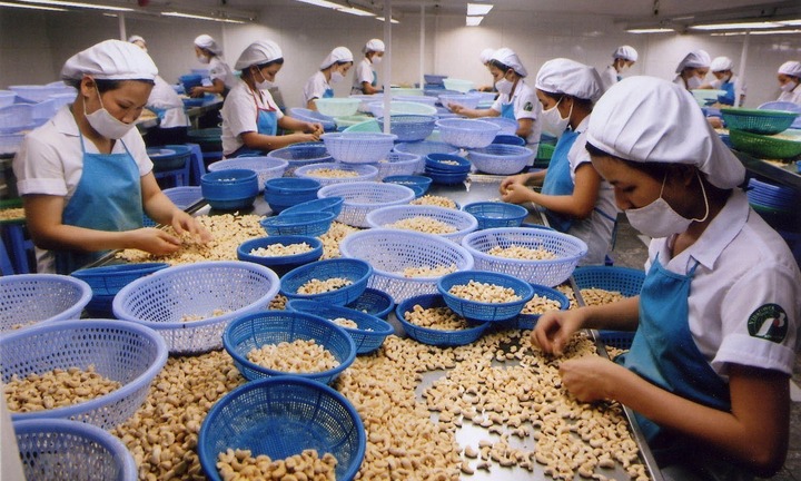 Xuất khẩu hạt điều Việt Nam đạt mức cao kỷ lục