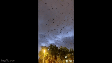 Clip: Chim bay rợp trời như trong phim ở Trung Quốc