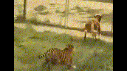 Clip:  "Chúa sơn lâm " chạy té khói khi bị bò điên rượt đuổi