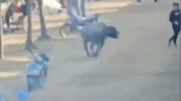 Clip: “Bò điên” lao vào khu cắm trại, nhiều người tá hỏa bỏ chạy
