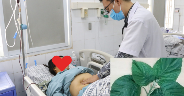 Ăn phải loại lá chứa độc kèm thịt chó, người phụ nữ suýt mất Tết