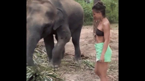 Clip: Cố tình tiếp cận voi rừng, cô gái nhận ngay trái đắng