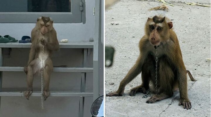 TP.HCM: Kiểm lâm truy tìm con khỉ cắn 4 người dân ở quận 12