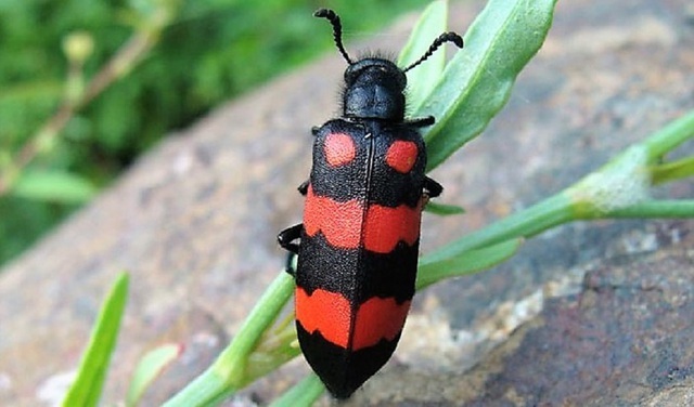 3 bệnh nhân ở Lạng Sơn nguy kịch do ăn côn trùng lạ