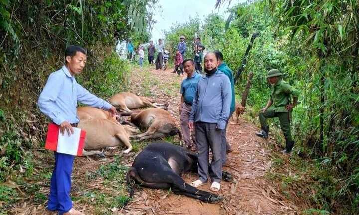 Nghệ An: Sét đánh chết 7 con bò của một hộ dân