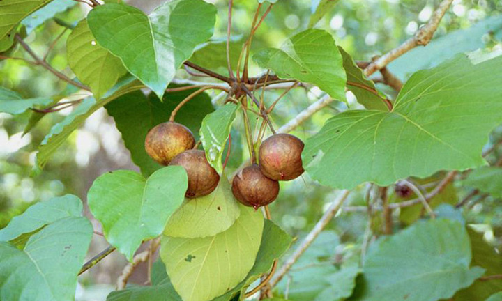 Lạng Sơn: 18 người ngộ độc do ăn hạt lạ chứa chất độc