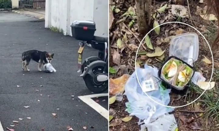 Bị chó tha mất suất ăn trưa, cô gái “cười ra nước mắt” khi biết nguyên nhân