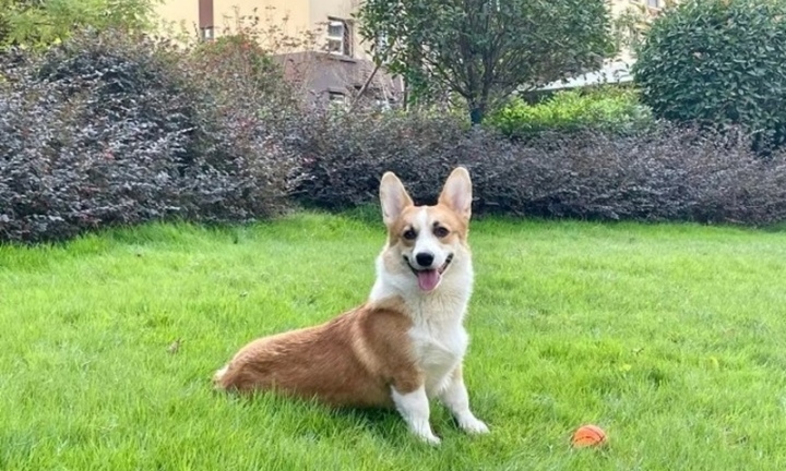 Người chồng tâm lý “méo mó” cố tình giết chó cưng trước mặt vợ mình