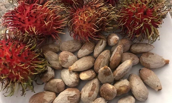 Nghệ An: Bé gái 9 tháng tuổi tử vong thương tâm do hóc hạt  chôm chôm