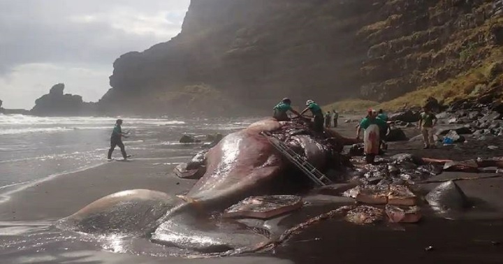 Bất ngờ tìm thấy thứ đáng giá 12 tỷ trong bụng cá nhà táng chết trôi dạt vào bờ