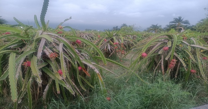 Tạm giữ đối tượng lừa bán thanh long, thực hiện hành vi hiếp dâm, chiếm đoạt tài sản