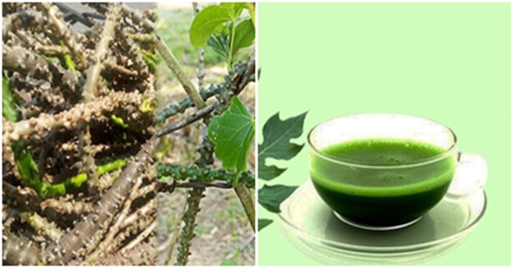 Top 8 loại thảo dược hỗ trợ trị sốt xuất huyết tại nhà hiệu quả