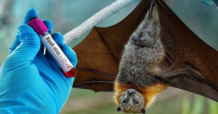 Virus Nipah bùng phát ở Ấn Độ, ngành y tế TP.HCM tăng cường giám sát các trường hợp đi về từ vùng dịch