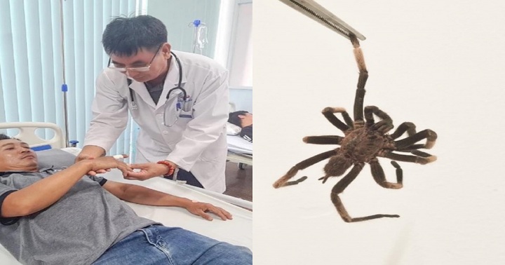 Người đàn ông nhập viện cấp cứu sau khi bị nhện độc cắn