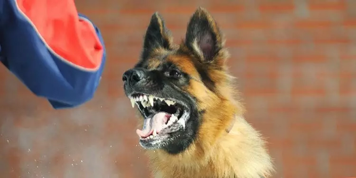 Hai cháu bé bị chó dại cắn khi đang chơi đùa