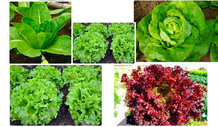 Đừng ăn rau xà lách nếu bạn thuộc vào những nhóm người này