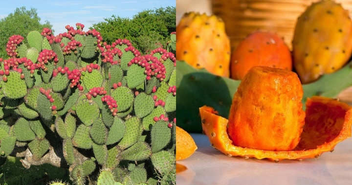 Loại quả gai góc mà người Việt chẳng thèm ngó ngàng nhưng người nước ngoài lại rất thích và ví là “vàng xanh”