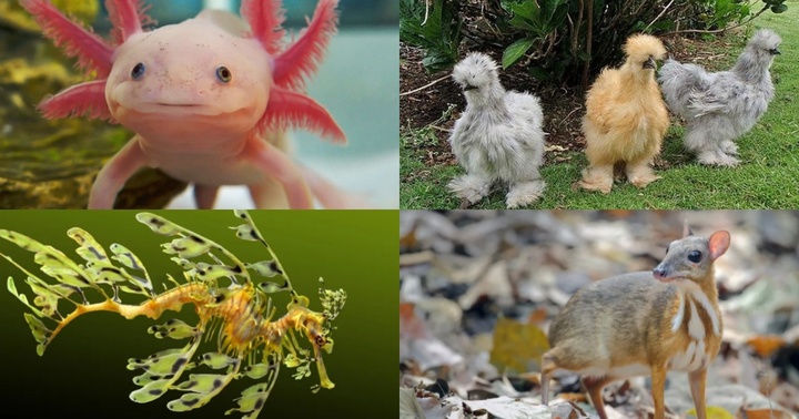 Những loại động vật độc-lạ khiến nhiều người ngỡ ngàng vì không ngờ chúng tồn tại