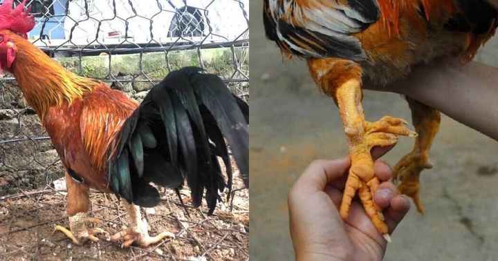 Loại gà tiến vua có giá cả đắt đỏ, cứ cận Tết lại được người tiêu dùng thi nhau săn lùng ráo riết