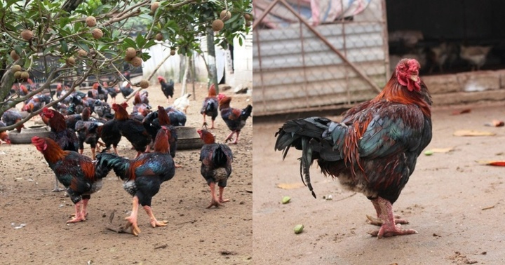 Hà Nam: Người dân kiếm hàng trăm triệu đồng tiễn lãi vào dịp Tết nhờ loại gà quý hiếm này