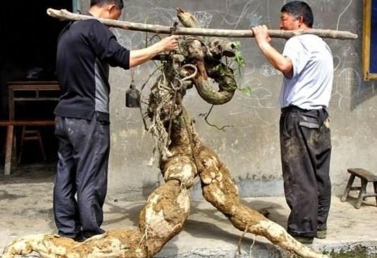 Đào được củ sắn dây hình người, anh nông dân sốc nặng khi biết được giá trị thực