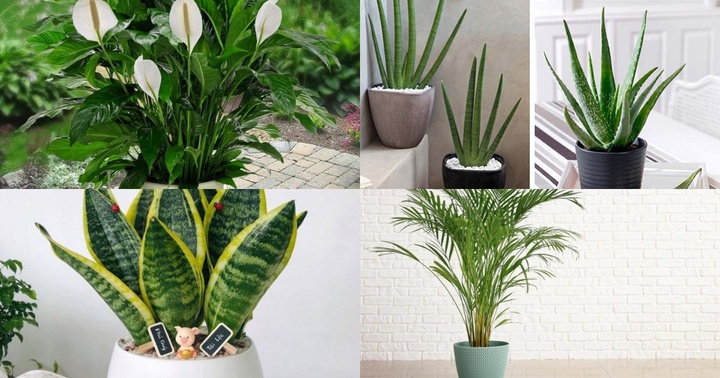 Bật mí những loại cây giúp thanh lọc không khí