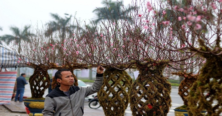 Hà Tĩnh: Độc lạ đào bện thành bình, giá chục triệu/cây vẫn đắt như tôm tươi