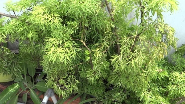 Đừng uống nước lá đinh lăng nếu bạn thuộc nhóm người này