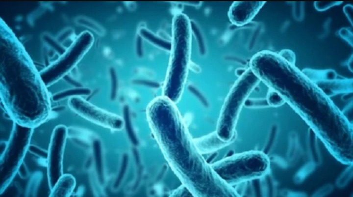 Vi khuẩn Salmonella nguy hiểm như thế nào?